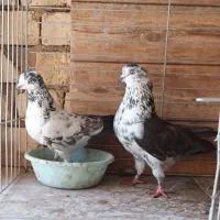 کبوتر‌سوسکی‌پرش‌سنگین