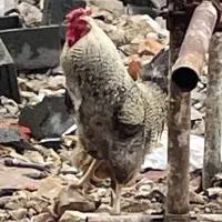 خروس چهل تاج