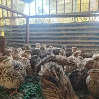 بلدرچین تخمگذار موجود شد