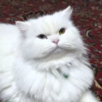 حیوان خانگی