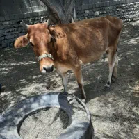 گاو جرسی ۹۵