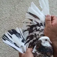 کفتر پرشی