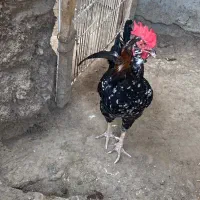 خروس