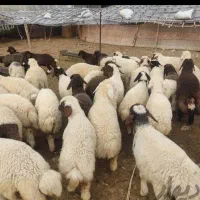 گوسفند زنده