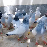 سینه آبی سینه الماسی سبز زرد سرخ سیاه کبوتر
