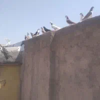 کبوتر|پرنده|دشتابی, |دیوار