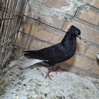 جوجه اشعل دم سفید