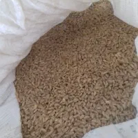 گندم شمارو خریداریم