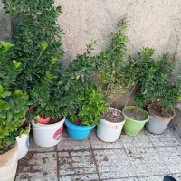 گل...|گل و گیاه طبیعی|نیشابور, رحمت آباد|دیوار