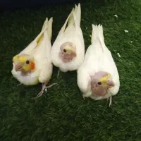 جوجه عروس هلندی