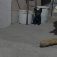 سگ پاکوتاه
