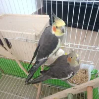 عروس هلندی سخنگو و دستی