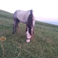 اسب نریان۵ساله