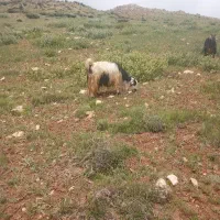 بزداشتی|حیوانات مزرعه|اردل, |دیوار