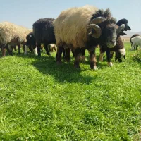 گوسفند|حیوانات مزرعه|بروجن, |دیوار