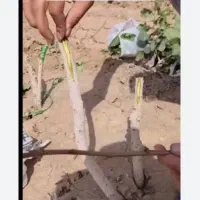 پیوند درختان پسته