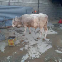 گوساله شاروله