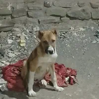 توله سگ خراسانی