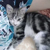 واگذاری گربه امداد شده