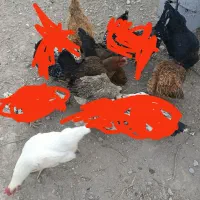 مرغ گلپایگانی
