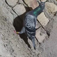 نروماده  اهواز