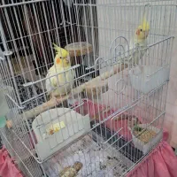 عروس هلندی