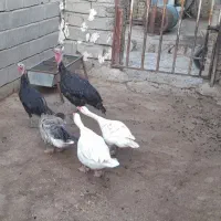 ۳تابوقلمو۳تاهم غاز