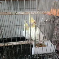 عروس هلندی