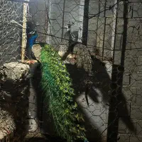 سه عدد طاووس
