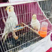 یک جفت عروس هلندی نره طاوسی وماده لیتینور دستی