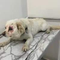 سگ peyda shode|سگ|کرج, گلشهر|دیوار