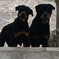 سگ روتوایلر نژاد اصیل و خالص