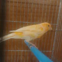 ۳ عدد قناری نر فقط پیامک پاسخگو هستم