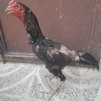 خروش لاری