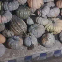 کدو محلی