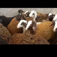 بره نر چاق سرک دار ۳۰ راس