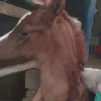 فروش کره اسب نریان