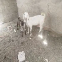 گوسفند سرحال شاد