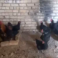 تعدادی مرغ تخمگذار با یک خروس