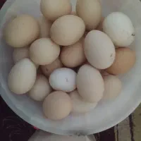 تخم مرغ رسمی وتازه