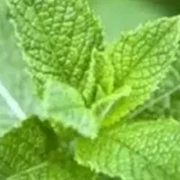 نعناع تازه و بومی