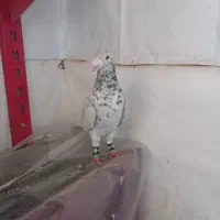 کبوتر