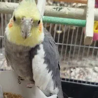 عروس هلندی فروش فوری