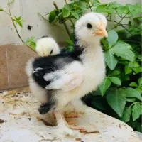 کوشین ۲۰ روزه