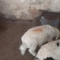 دو عدد بره نر