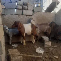 فروش دو راس بز کهره دار