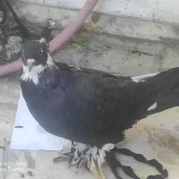 کبوتر راعبی