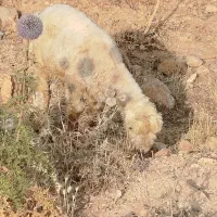 کهره ویه بره