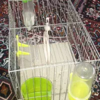 قفس پرنده با وسایل ۱ تومن