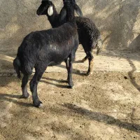 دوراس توقلی جنس کوردستانی